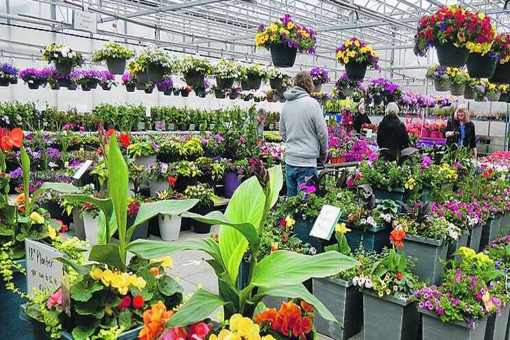 New COVID behaviour hikes greenhouse sales New COVID behaviour hikes greenhouse sales