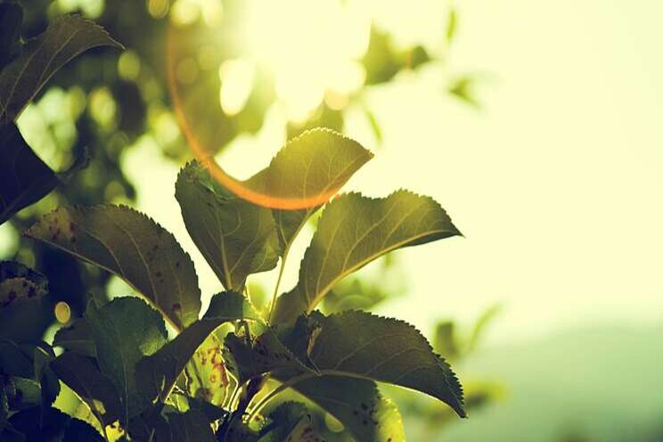 Control energy use in greenhouse Control energy use in greenhouse
