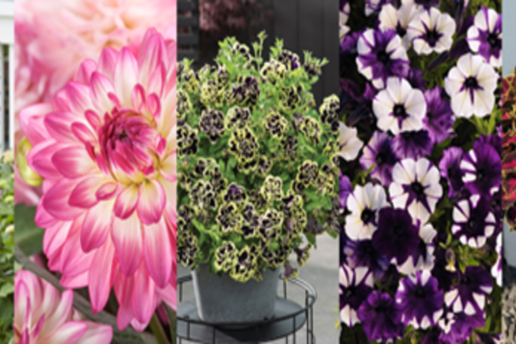 Five fantastic plants vying for FleuroStar Five fantastic plants vying for FleuroStar