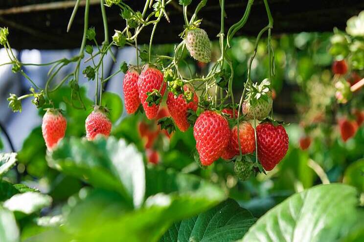 Strawberries hang too, like flowers Strawberries hang too, like flowers
