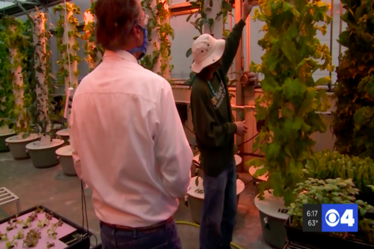 Greenhouse supplies fresh produce to local restaurants Greenhouse supplies fresh produce to local restaurants