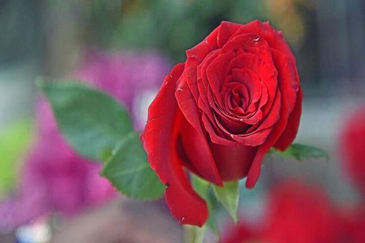 Three steps to curb spider mites in greenhouse roses Three steps to curb spider mites in greenhouse roses