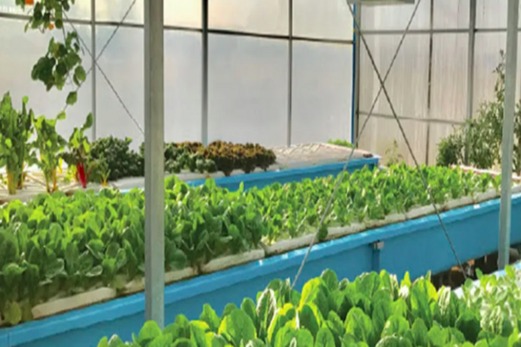 Greenhouse producer looks at $18 million expansion Greenhouse producer looks at $18 million expansion
