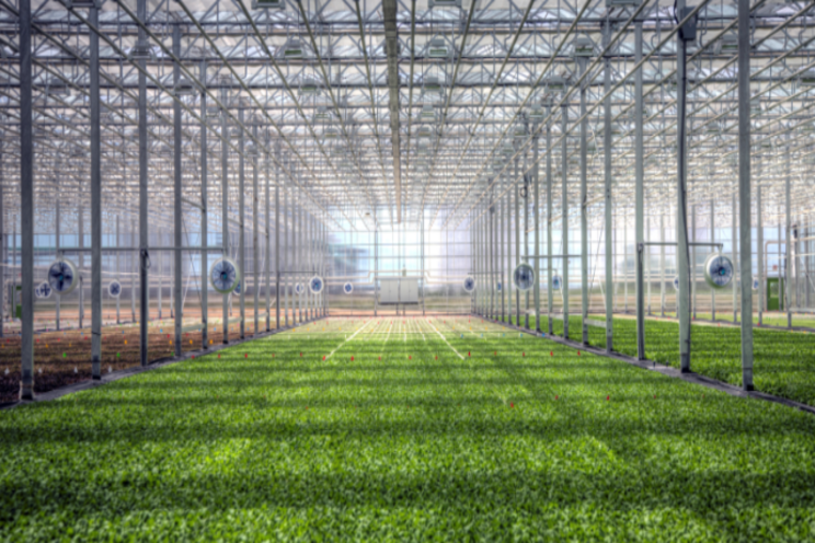 Approval of giant lettuce greenhouse complex Approval of giant lettuce greenhouse complex