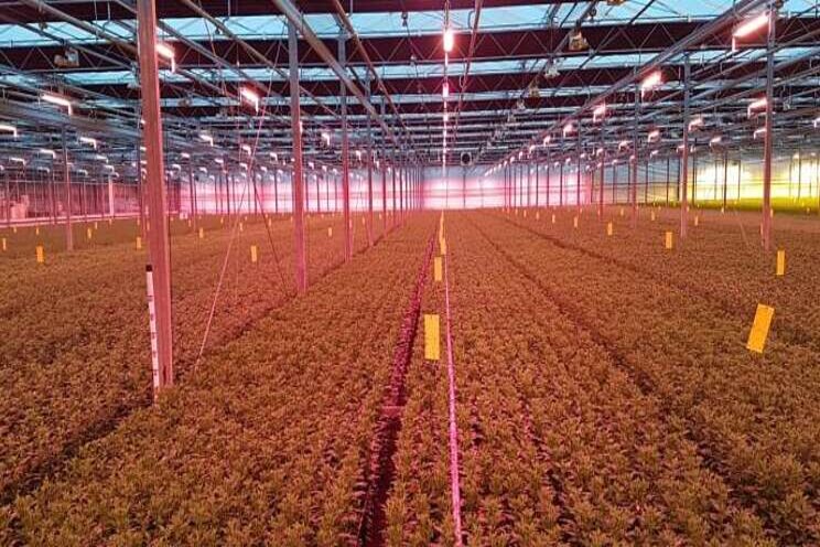 Hortilux offers up lighting usage survey results Hortilux offers up lighting usage survey results