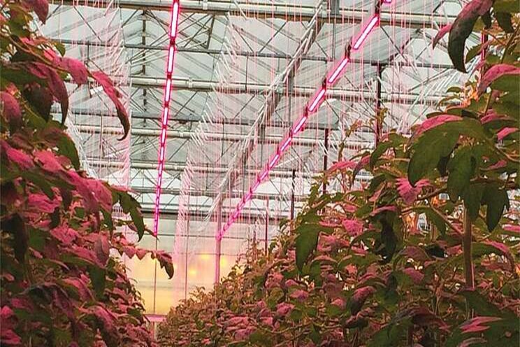 Greenhouse lighting update Greenhouse lighting update