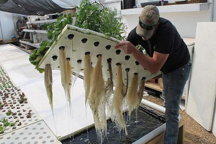 Aquaponic farm floats fresh food Aquaponic farm floats fresh food
