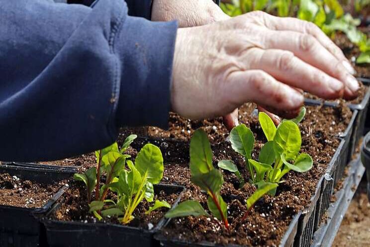 City growing crops for Gleaners City growing crops for Gleaners