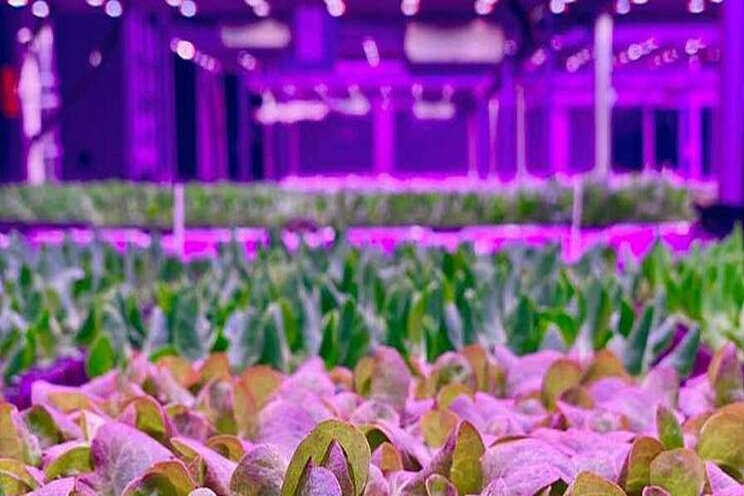 Even stronger produce supply chain after Covid-19 Even stronger produce supply chain after Covid-19