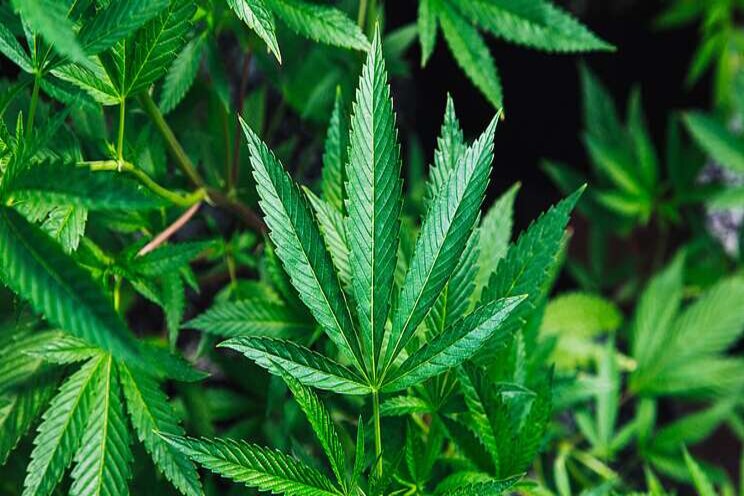 Standard Cultivation License from Health Canada Standard Cultivation License from Health Canada