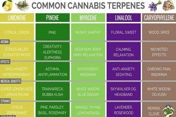Cannabis terpenes: What growers need to know Cannabis terpenes: What growers need to know