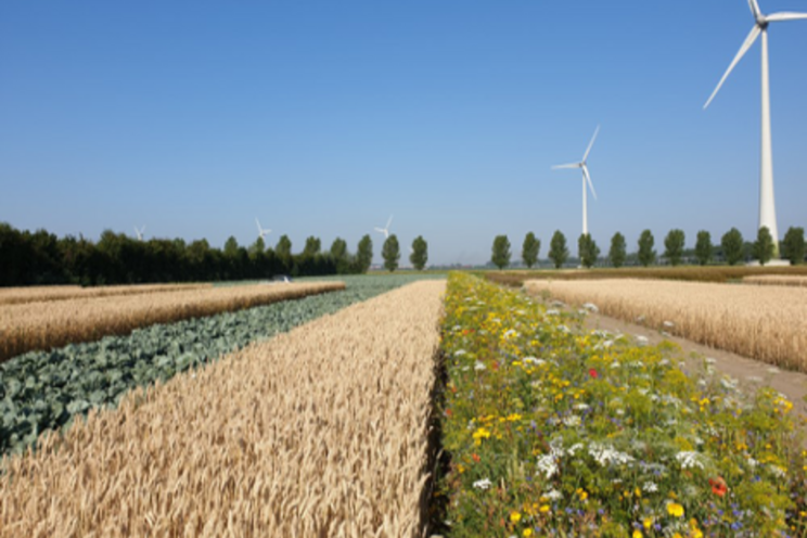 More nature in fields through strip cropping More nature in fields through strip cropping