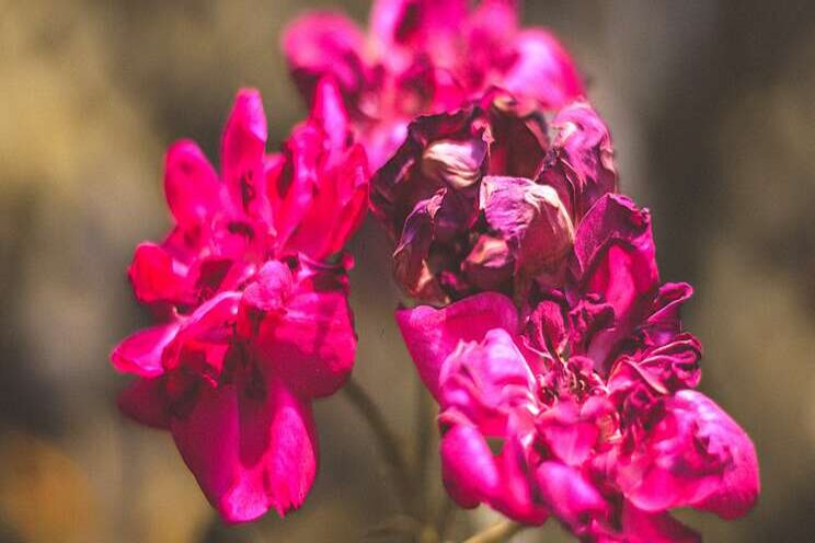 Geraniums destroyed due to rare bacteria Geraniums destroyed due to rare bacteria