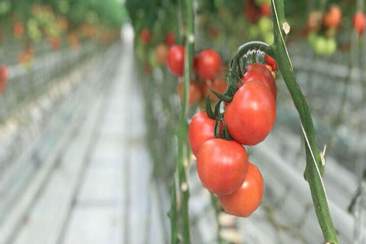 Artificial intelligence greenhouse complex Artificial intelligence greenhouse complex