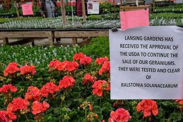 Rare bacteria found in geraniums but don't worry Rare bacteria found in geraniums but don't worry
