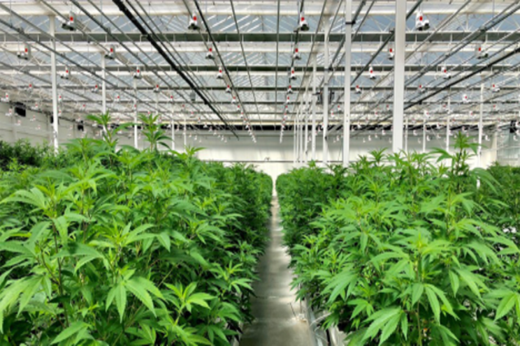 Improving lives with high-quality cannabis products Improving lives with high-quality cannabis products
