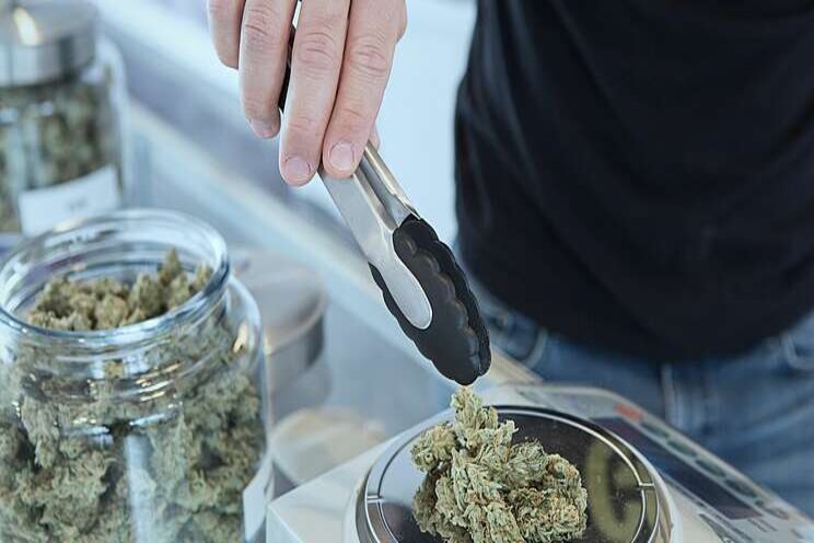 Grow cannabis business in the blazing marijuana economy Grow cannabis business in the blazing marijuana economy