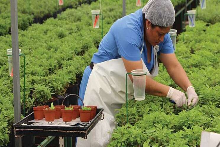 Grower groups emphasize worker safety Grower groups emphasize worker safety