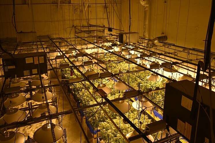 Pesticide contamination is a growing cannabis safety concern Pesticide contamination is a growing cannabis safety concern