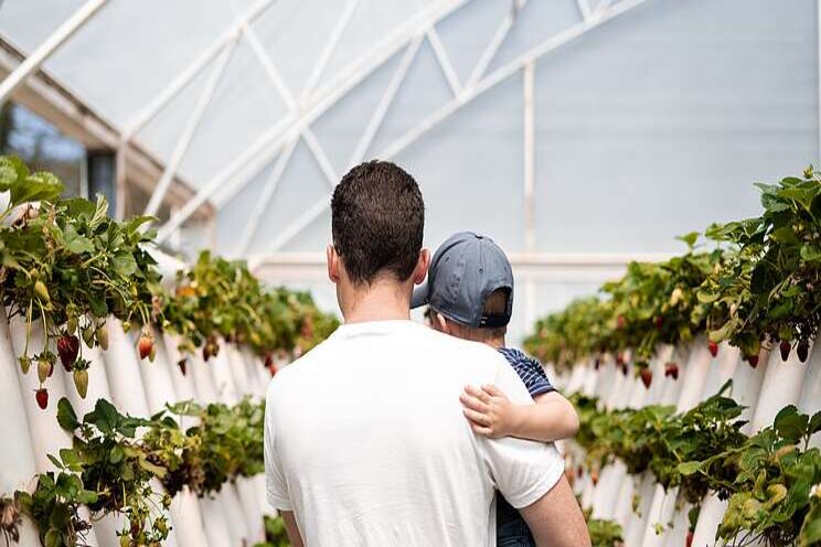 Indoor soilless agri could supplement food supply Indoor soilless agri could supplement food supply