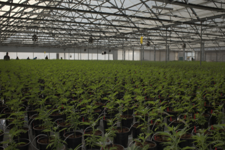 Greenhouse expansion of 505K Sq Greenhouse expansion of 505K Sq