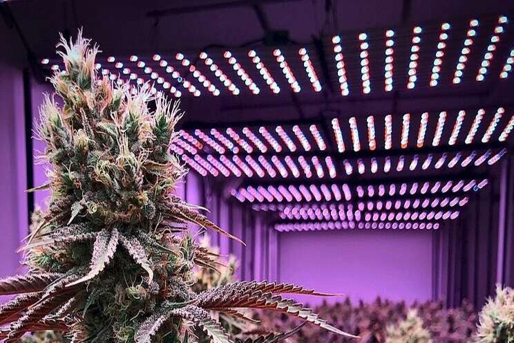 Pros and cons of growing cannabis indoor