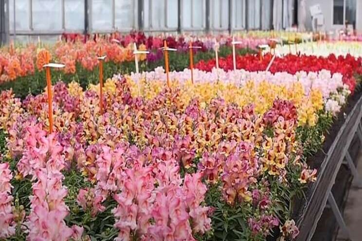 The virtual tour of debuting varieties The virtual tour of debuting varieties
