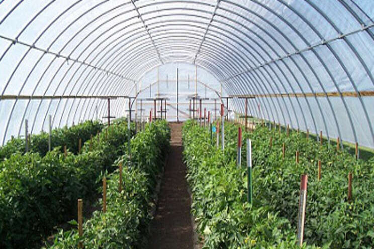 New video series on Iowa vegetable production New video series on Iowa vegetable production