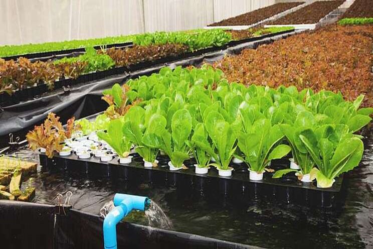 The new way to grow fish and veggies The new way to grow fish and veggies