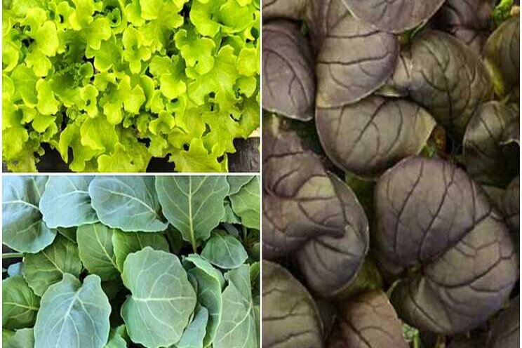 Grow the baby leaf greens chefs want Grow the baby leaf greens chefs want