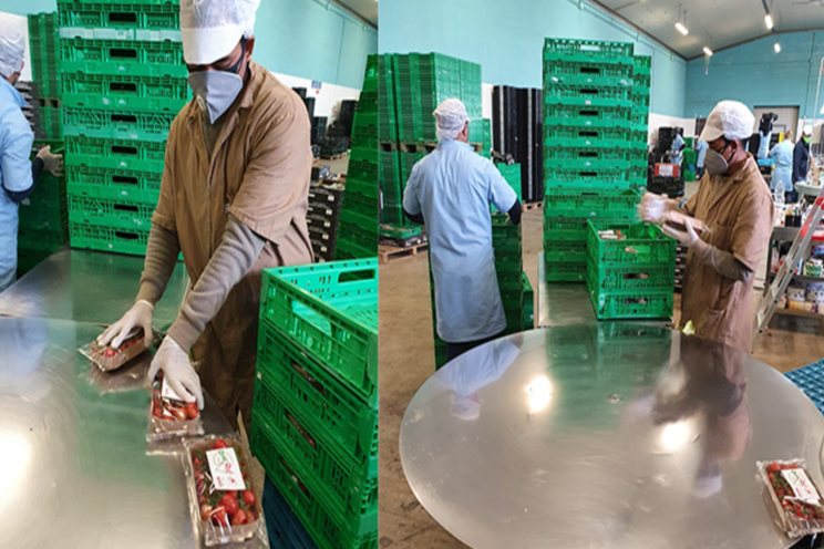 Italian growers facing the coronavirus pandemic Italian growers facing the coronavirus pandemic