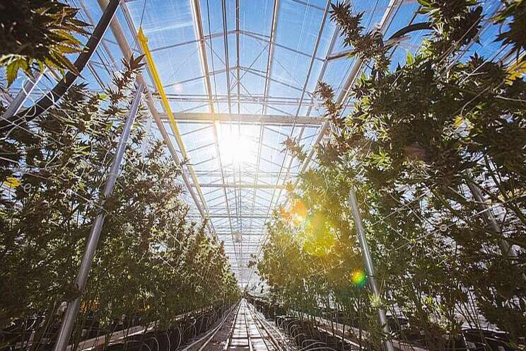 Cannabis top 20 Cannabis top 20