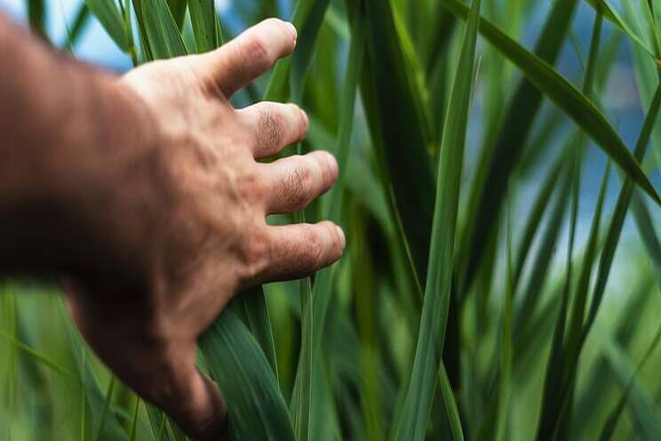 Growers facing an uncertain future Growers facing an uncertain future
