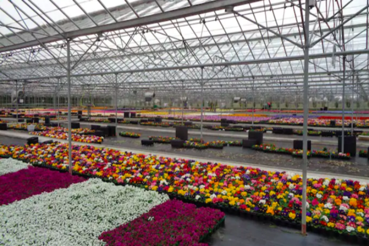 Wholesale plant nurseries are now open for online shopping Wholesale plant nurseries are now open for online shopping