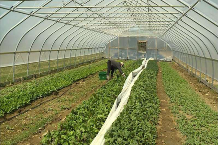 Uncertain growing season amid pandemic Uncertain growing season amid pandemic