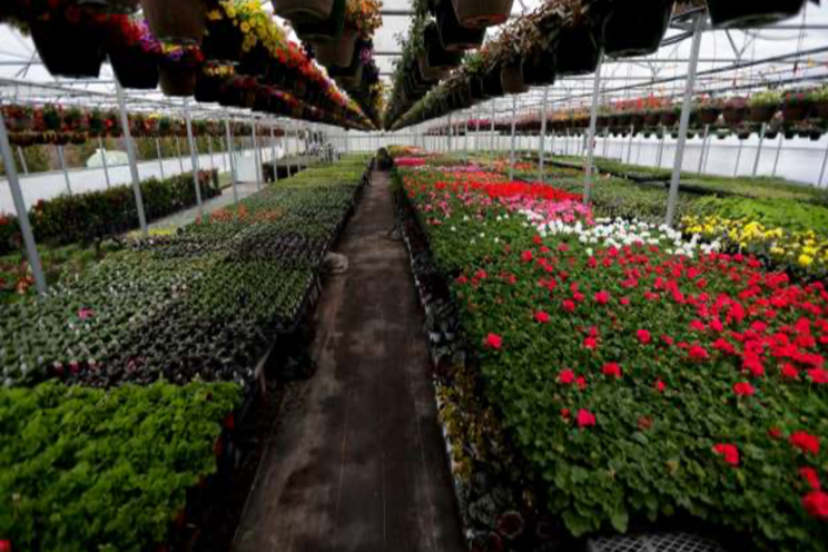 Local greenhouses expect to see higher demand Local greenhouses expect to see higher demand