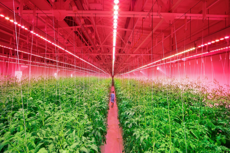 Russian vegetable farms with LED toplighting and interlighting Russian vegetable farms with LED toplighting and interlighting