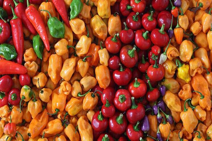 Sustainable crop protection on the rise for greenhouse growers Sustainable crop protection on the rise for greenhouse growers