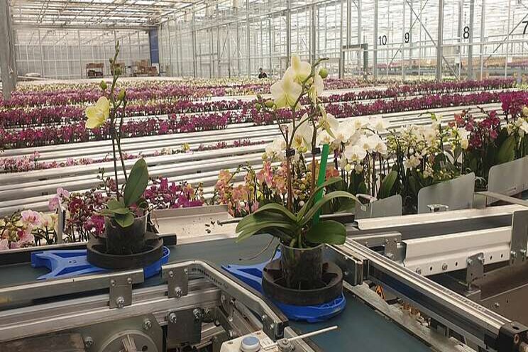 New sorting and delivery buffer for OK Plant New sorting and delivery buffer for OK Plant