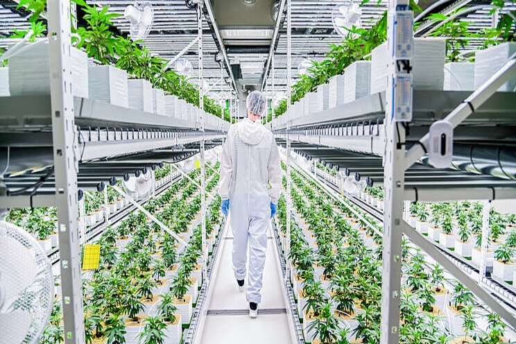 Maximizing yields with high intensity lighting Maximizing yields with high intensity lighting