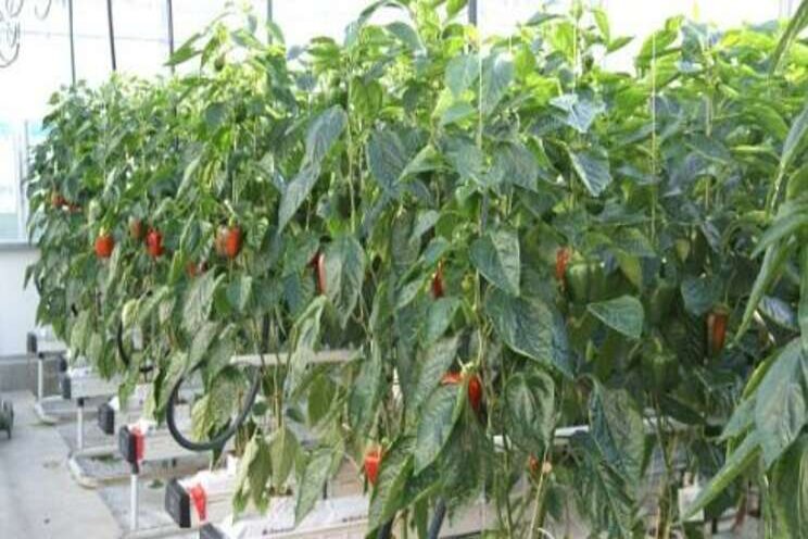 Horticulture without water pollution viable Horticulture without water pollution viable