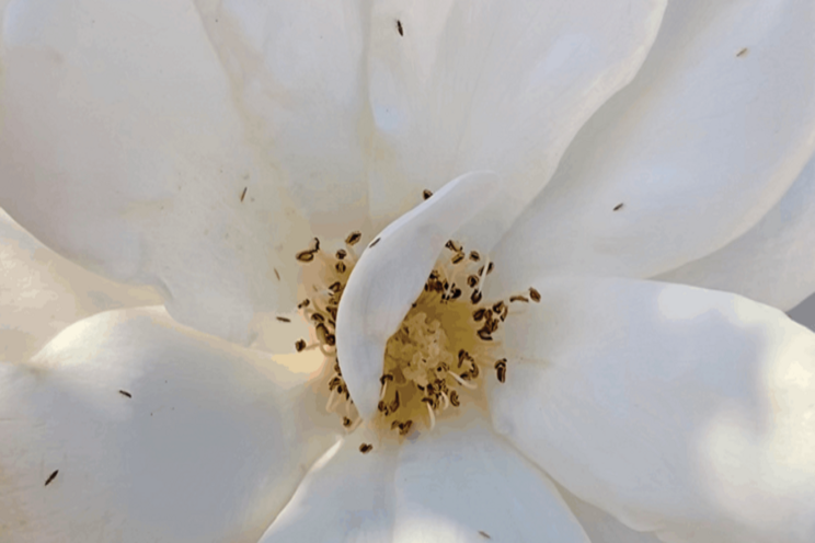The relentless thrips The relentless thrips