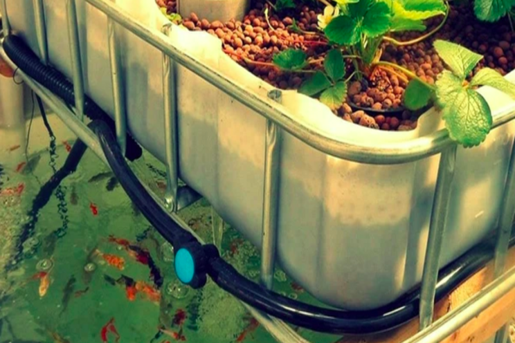 MOFGA joins lawsuit over organic soil-less loophole MOFGA joins lawsuit over organic soil-less loophole
