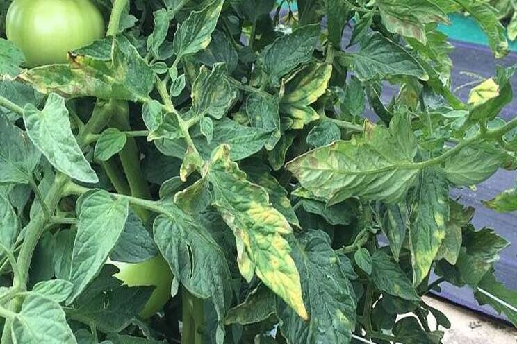 Managing leaf mold in greenhouse tomatoes Managing leaf mold in greenhouse tomatoes
