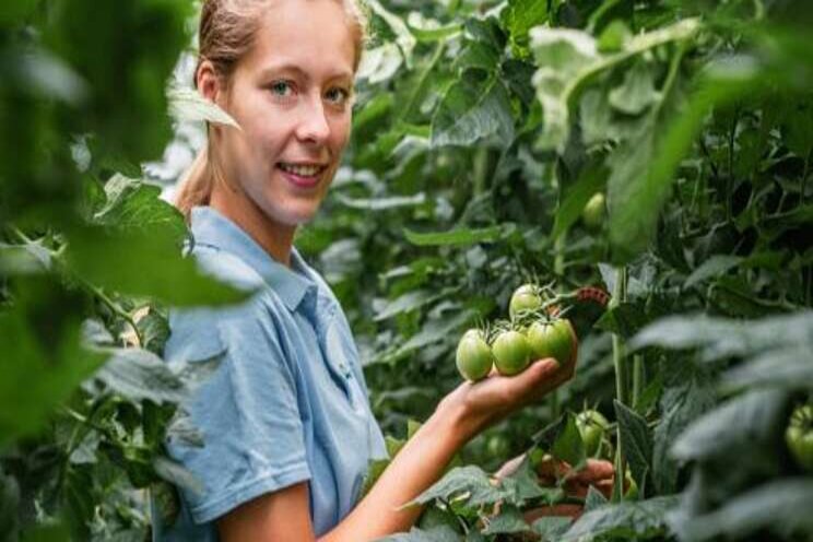 Crops grow despite Corona! Crops grow despite Corona!