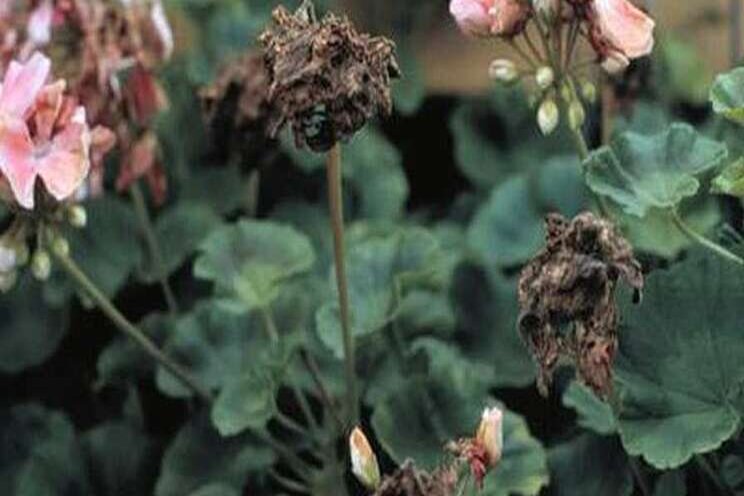 Expert recommendations to manage botrytis Expert recommendations to manage botrytis