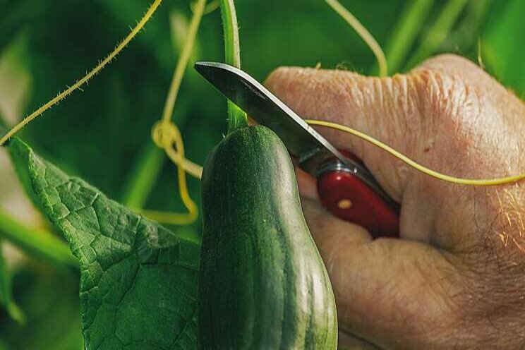 Biological control in cucumber Biological control in cucumber