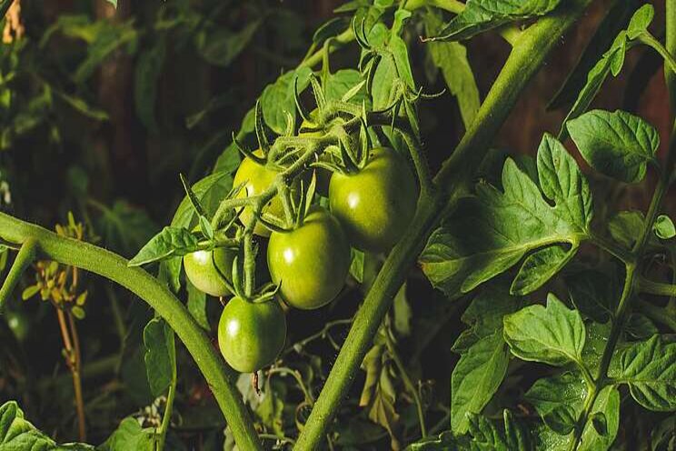 Growing your corona victory garden Growing your corona victory garden