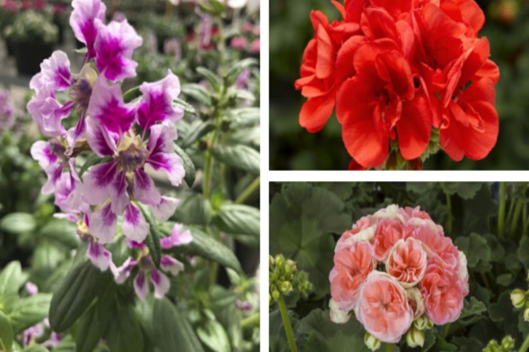 New plant varieties from Syngenta New plant varieties from Syngenta