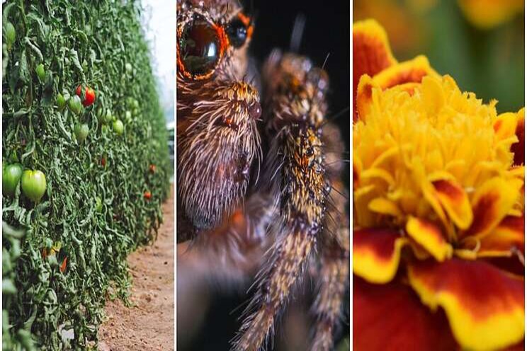 Marigolds, tomatoes & spider mites Marigolds, tomatoes & spider mites